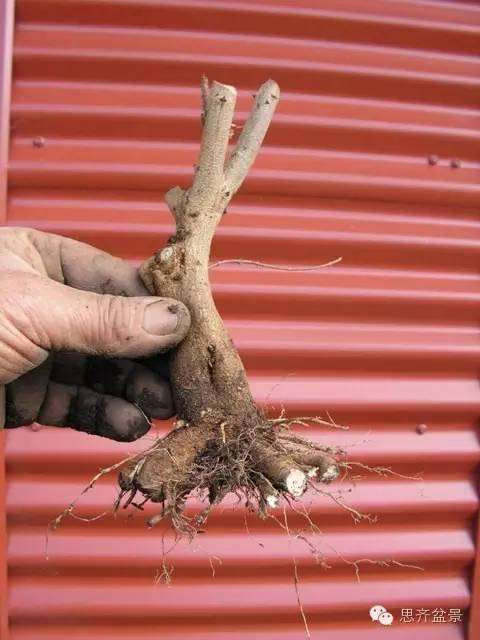 图解 如何培育三角枫下山桩八方根盘的方法