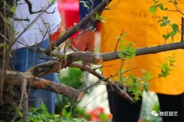 图解 吴成发表演岭南盆景怎么蓄枝截干