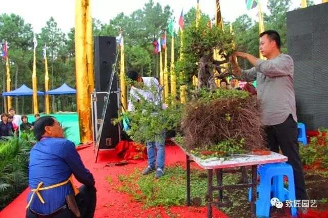 图解 吴成发表演岭南盆景怎么蓄枝截干