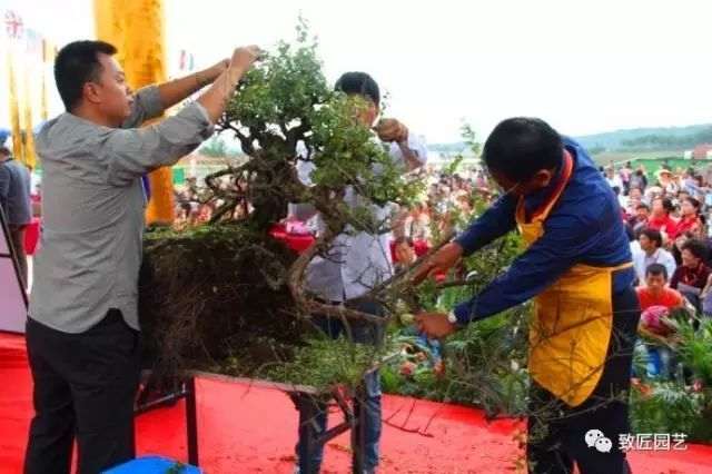 图解 吴成发表演岭南盆景怎么蓄枝截干