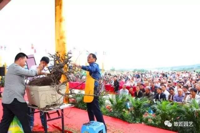 图解 吴成发表演岭南盆景怎么蓄枝截干