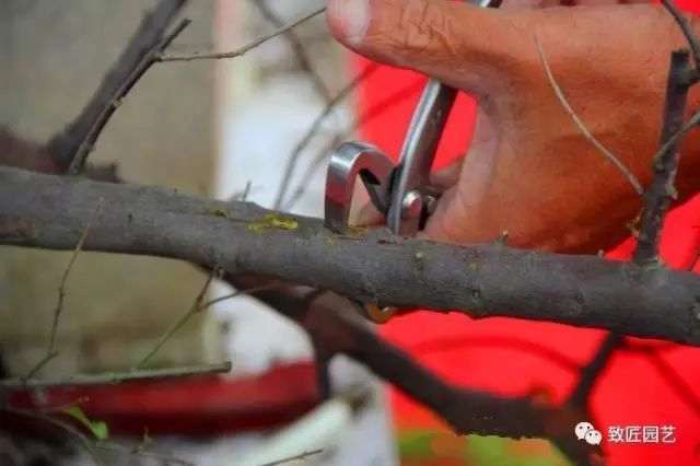 图解 吴成发表演岭南盆景怎么蓄枝截干