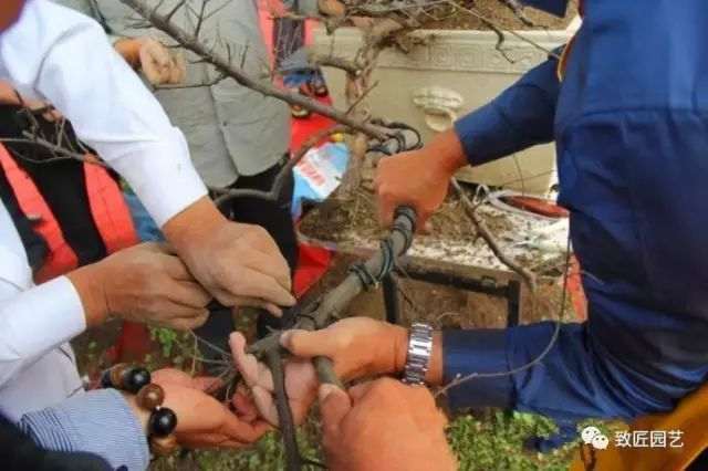 图解 吴成发表演岭南盆景怎么蓄枝截干