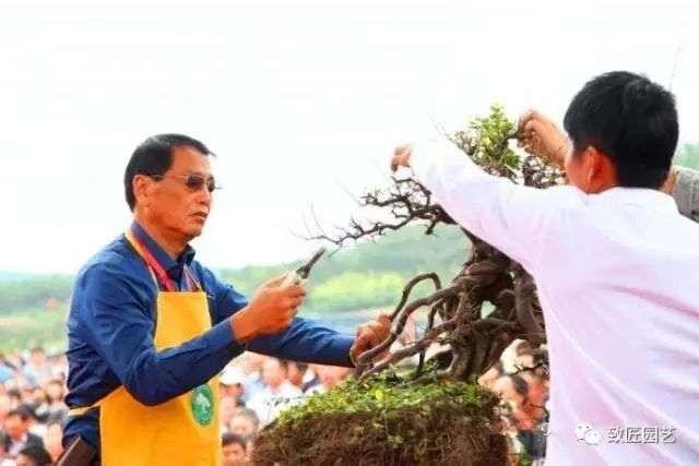 图解 吴成发表演岭南盆景怎么蓄枝截干