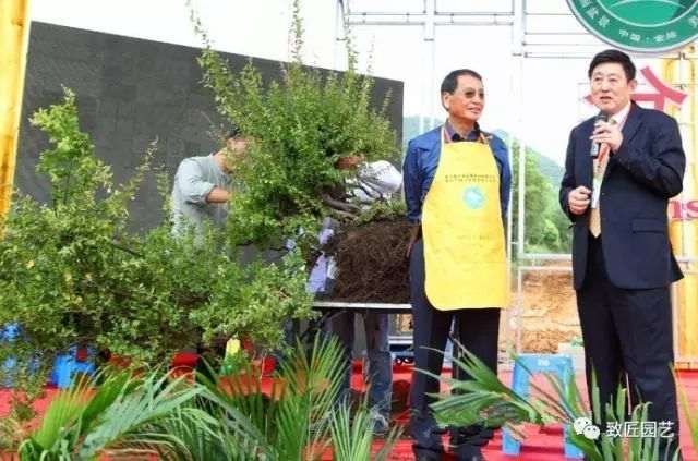 图解 吴成发表演岭南盆景怎么蓄枝截干