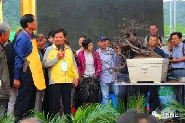 图解 吴成发表演岭南盆景怎么蓄枝截干