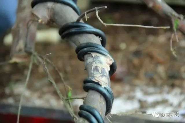 图解 吴成发表演岭南盆景怎么蓄枝截干