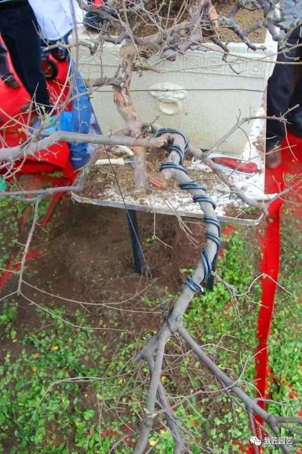 图解 吴成发表演岭南盆景怎么蓄枝截干