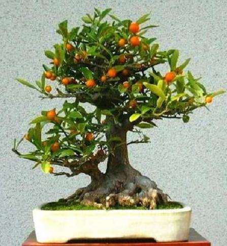 金豆盆景怎么病虫害防治的9个方法