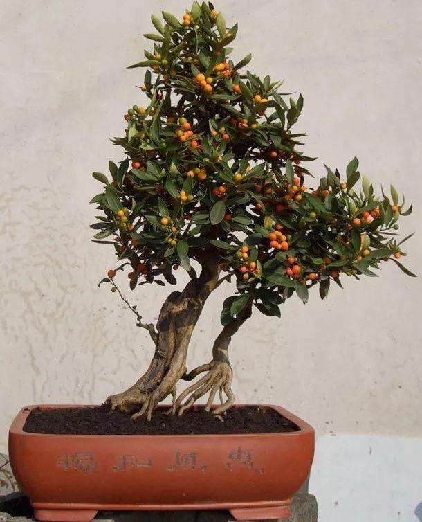 金豆盆景怎么播种的3个技术