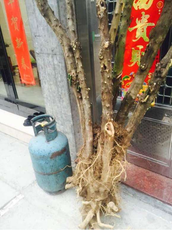 金豆下山桩怎么山采栽培的2个技术
