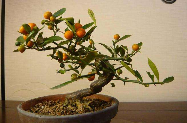 金豆盆景花果欣赏时怎么控制的方法