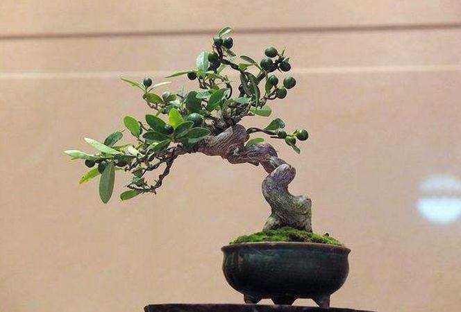 金豆盆景怎么上盆的3个步骤