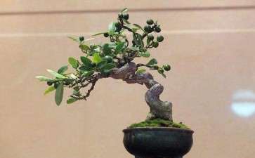 金豆盆景怎么上盆的3个步骤