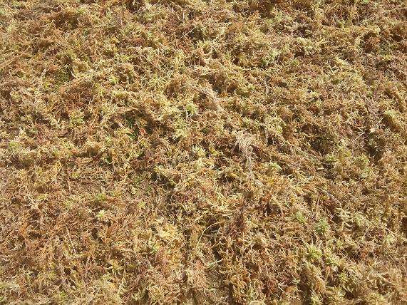 你们怎么盆景用土 13种盆景土壤介绍