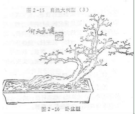 图解 盆景制作系列之造型设计的方法