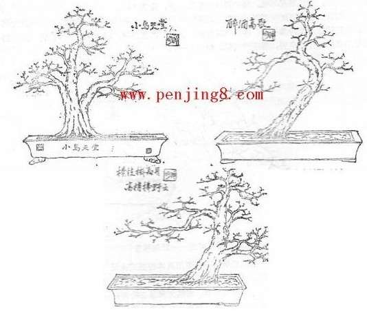 图解 盆景制作系列之造型设计的方法