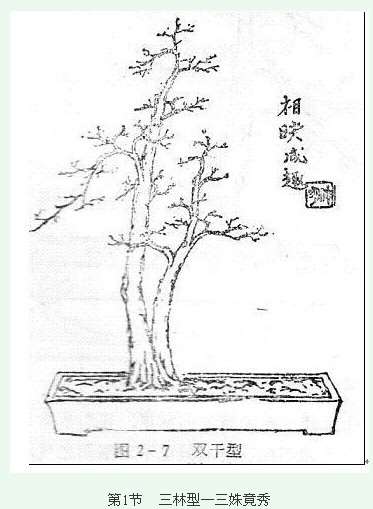 图解 盆景制作系列之造型设计的方法
