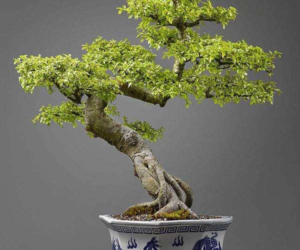 榆树盆景嫩枝怎么扦插的6个方法