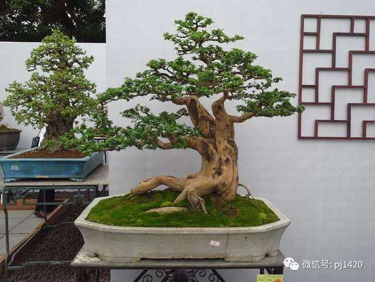 如何防止盆景沤肥生蛆的5个方法