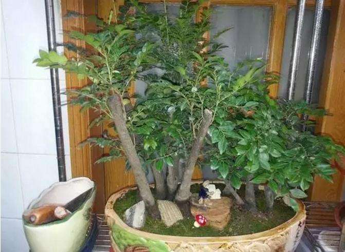 盆景怎么施肥的4个方法