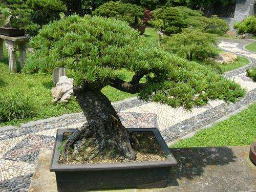 松树共生菌对松树生长与移植的作用