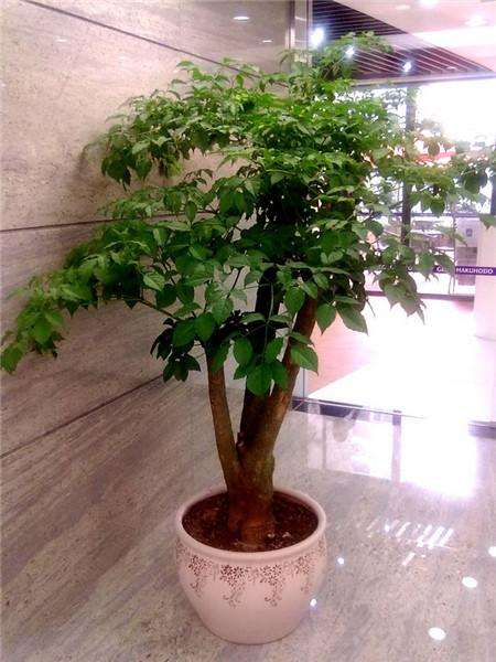 盆景叶面怎么施肥的9个技术