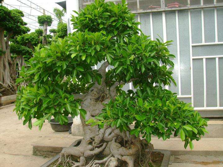 盆景虫害怎么防治的方法