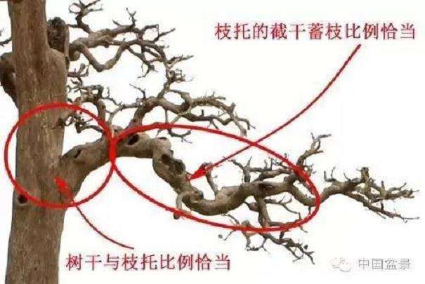 怎么从盆景特征情调上把握比例的应用 