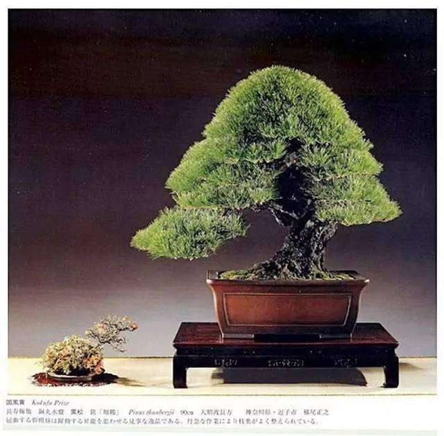 盆景比例一般有9个规则