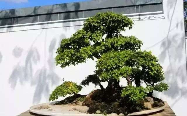 怎么设计盆景造型比例的4个方法