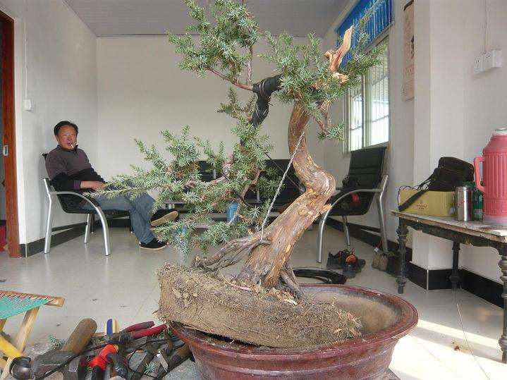 盆景怎么弯曲造型的4个方法