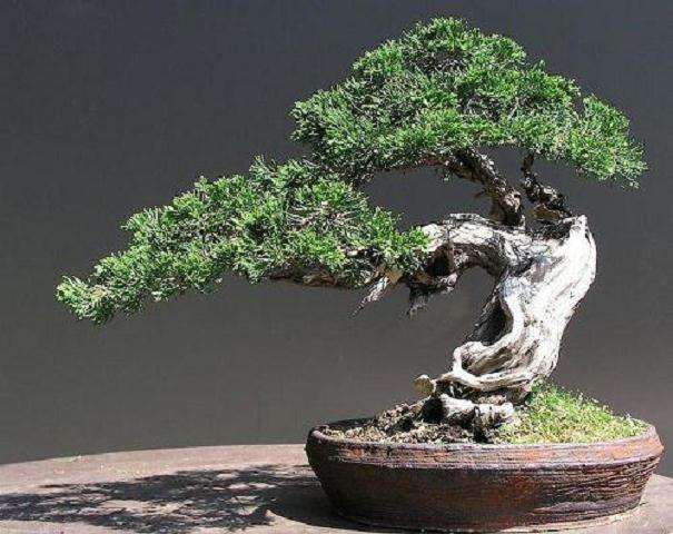 盆景弯曲造型怎么操作的4个方法