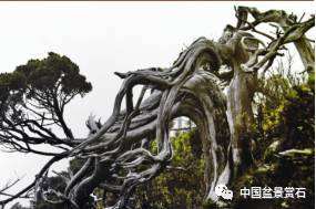 盆景舍利干与神付顶是怎么定义的