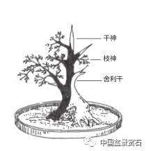 图解 盆景舍利干与神付顶是怎么定义的