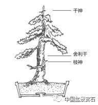 图解 盆景舍利干与神付顶是怎么定义的