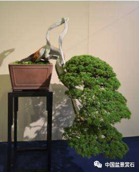 图解 盆景舍利干与神付顶是怎么定义的