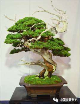 图解 盆景舍利干与神付顶是怎么定义的