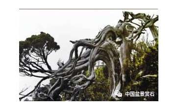 图解 盆景舍利干与神付顶是怎么定义的