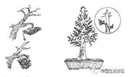 盆景神付顶怎么制作的5个技术