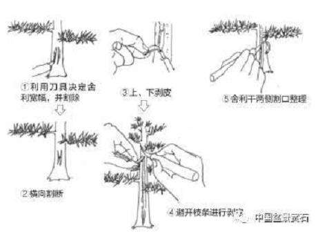 盆景舍利干怎么制作的5个技术