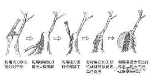 盆景舍利干怎么制作的5个技术