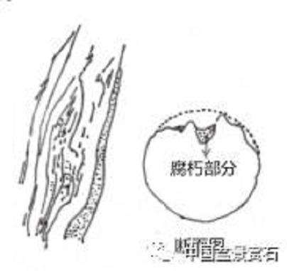 盆景舍利干怎么制作的5个技术