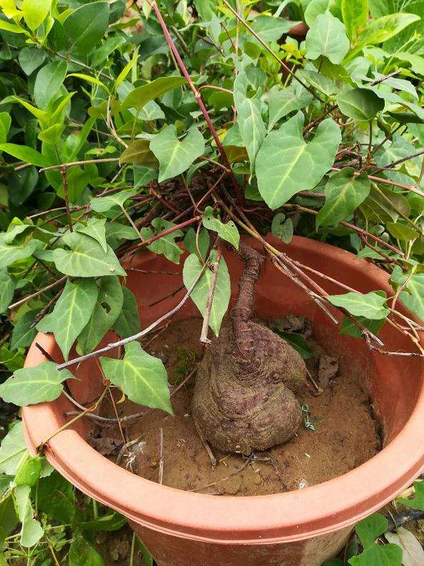 何首乌盆栽怎么病虫害防治的4个方法