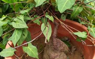 何首乌盆栽怎么病虫害防治的4个方法