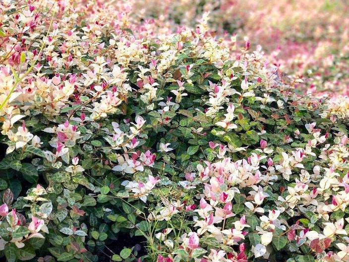 花叶络石微型盆栽售前的其他处理