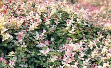 花叶络石微型盆栽售前的其他处理