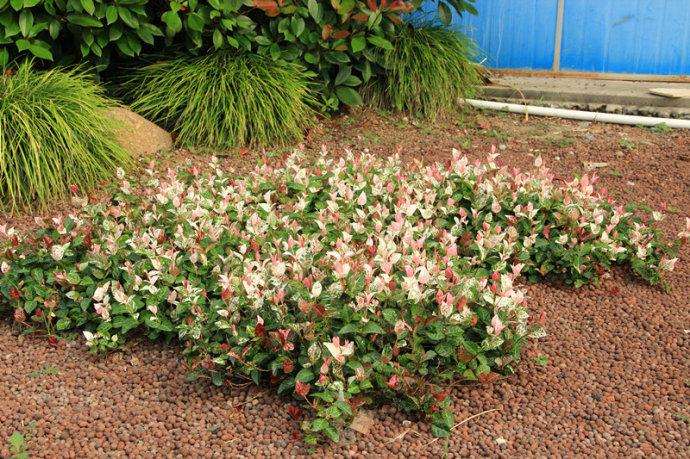 花叶络石微型盆栽病虫害怎么防治的方法