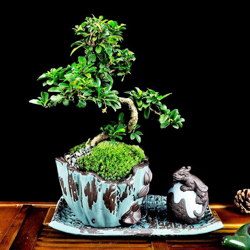 榕树老桩盆景发芽后怎么翻盆的方法