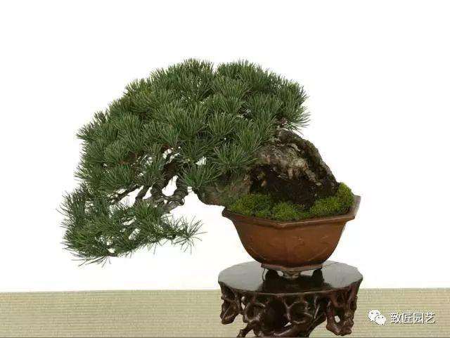 盆景怎么日常零星修剪的方法